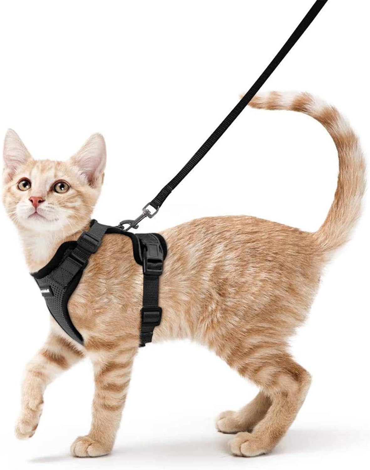 Best Cat Harness: Top 5 Picks for Safe and Stylish Feline Adventures