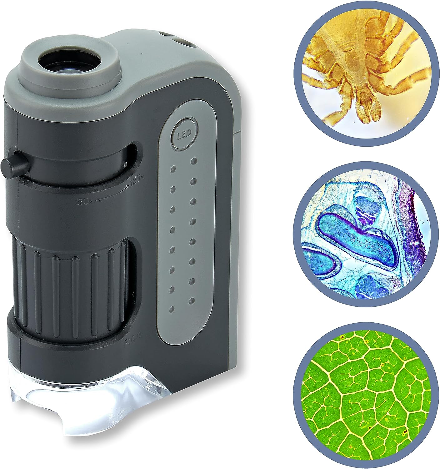 Best Microscope: Explore the World of Microscopy with Precision